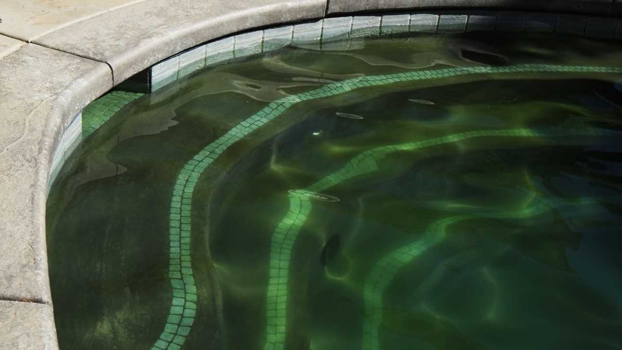Algae Buildup Preventing Algae Buildup – Pool Palace